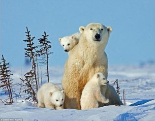 뒤척이는 귀여운 아기 북극곰 영상의 비밀