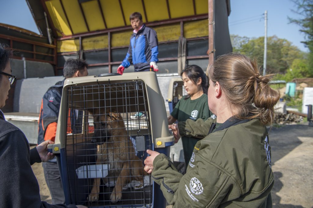 South Korea Dog Meat Farm Rescue