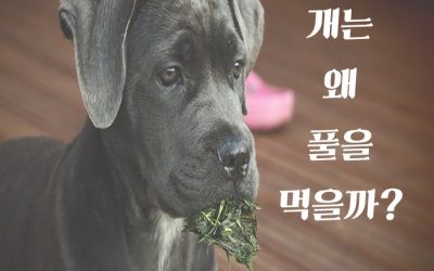 (카드뉴스) 개는 왜 풀을 먹을까?