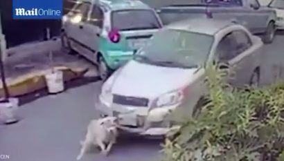 (영상) 강아지 방해된다고 그대로 밀고 도망간 운전자