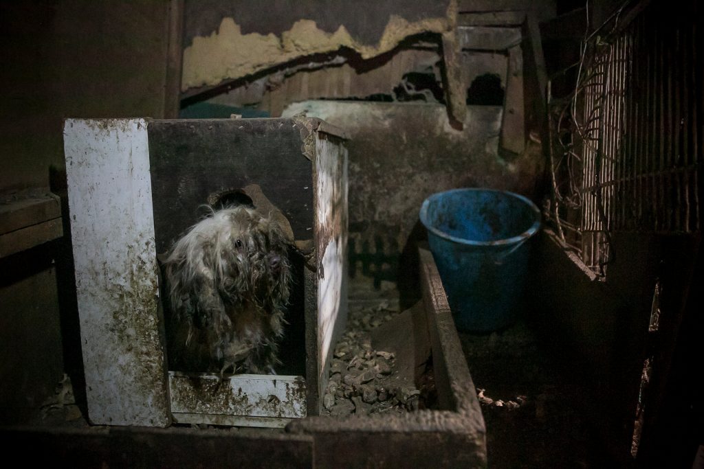 A Maltese Mix sits in its box at a dog meat farm in Goyang, South Korea on Friday, March 3, 2017.  Humane Society International (HSI) is in the process of closing down this farm and will be removing the dogs and transporting them to the United States in late March. The operation is part of HSI's efforts to fight the dog meat trade throughout Asia. In South Korea, the campaign includes working to raise awareness among Koreans about the plight of "meat dogs," different from the animals more and more of them are keeping as pets.