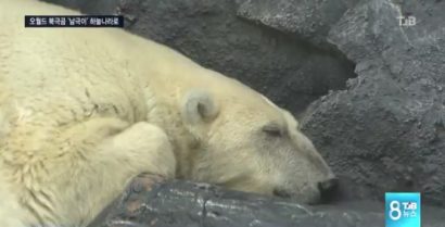 대전 오월드 북극곰 '남극이' 1월 사망 사실 이제야 밝혀져