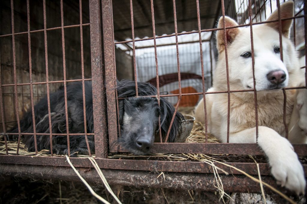 Sheri, left, an Afghan Hound, and her cage mate are shown locked in a cage at a dog meat farm in Namyangju, South Korea, on Tuesday, November 28, 2017. The operation is part of HSIs efforts to fight the dog meat trade throughout Asia. In South Korea, the campaign includes working to raise awareness among Koreans about the plight of meat dogs being no different from the animals more and more of them are keeping as pets.
