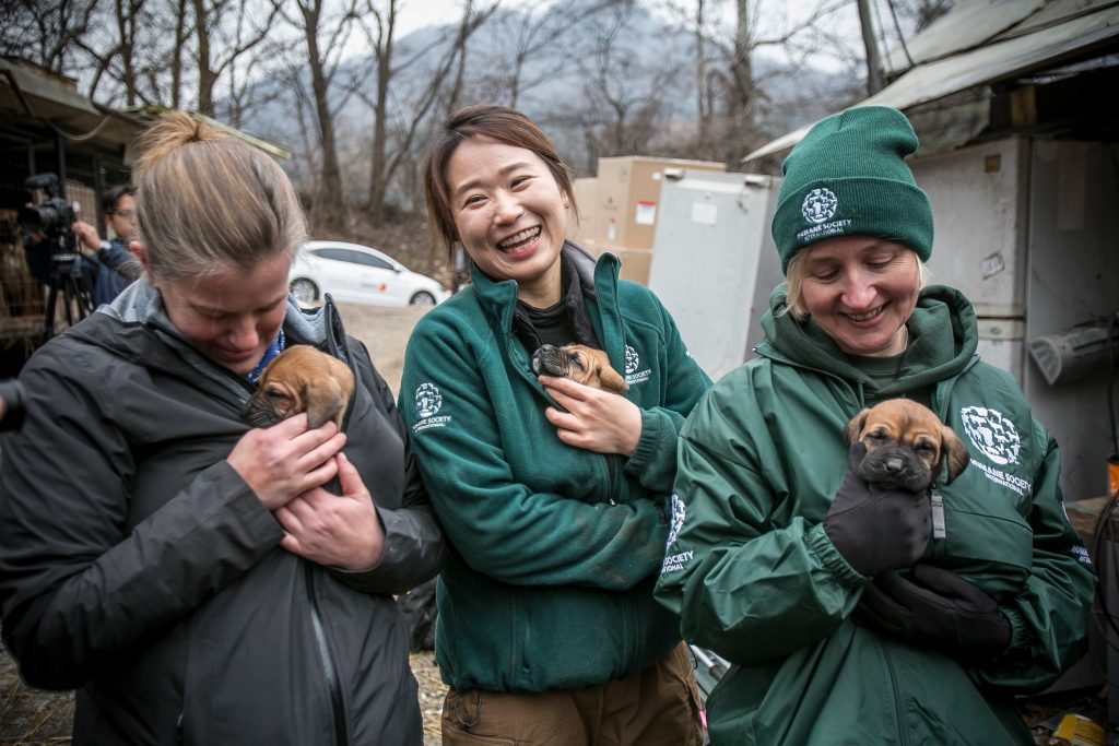 South Korea Dog Meat Farm Rescue (Farm 10)